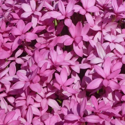 Rhodohypoxis baurii 'Mars'